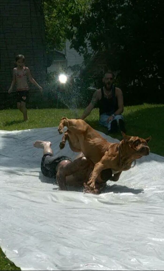 Dog Joins Slip 'N Slide Party — Immediate Regret Followed