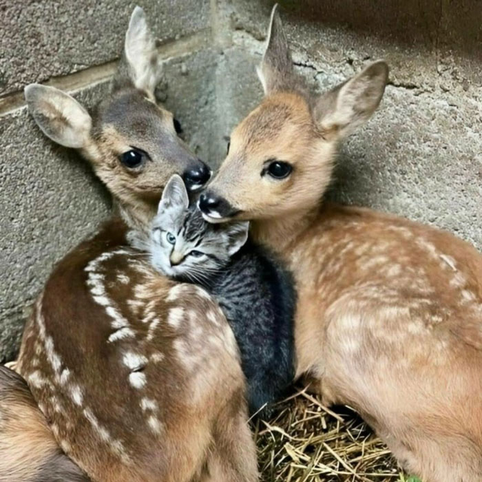 30 Wholesome Stories That'll Make Your Day (Serious Smile Incoming)