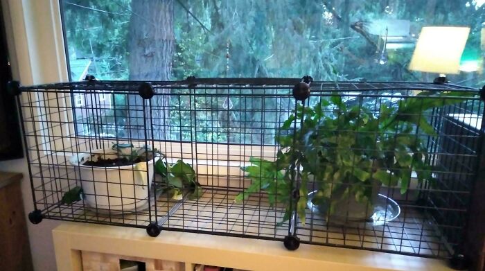 Cats Destroying Plants? Here’s How I Fixed That!