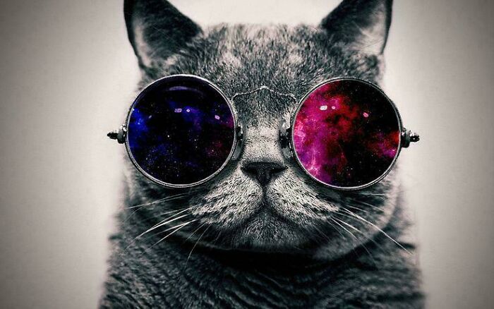 This Cat Was EVERYWHERE Online