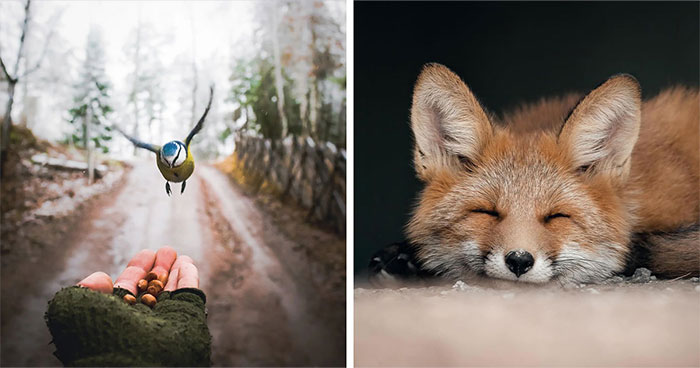 Wild Animals Being Absolutely Fabulous in Photos You’ll Love