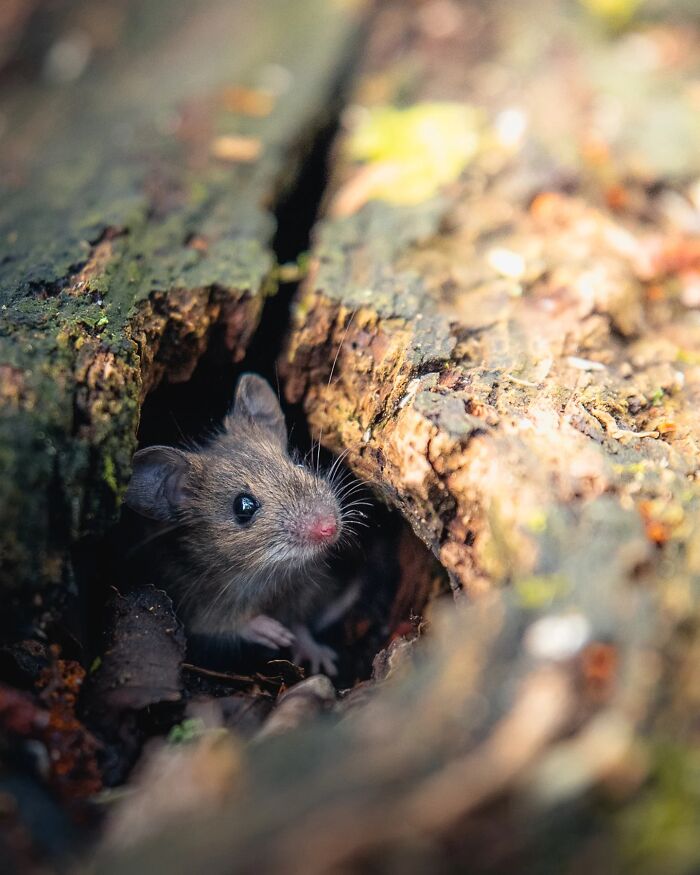 Wild Animals Being Absolutely Fabulous in Photos You’ll Love