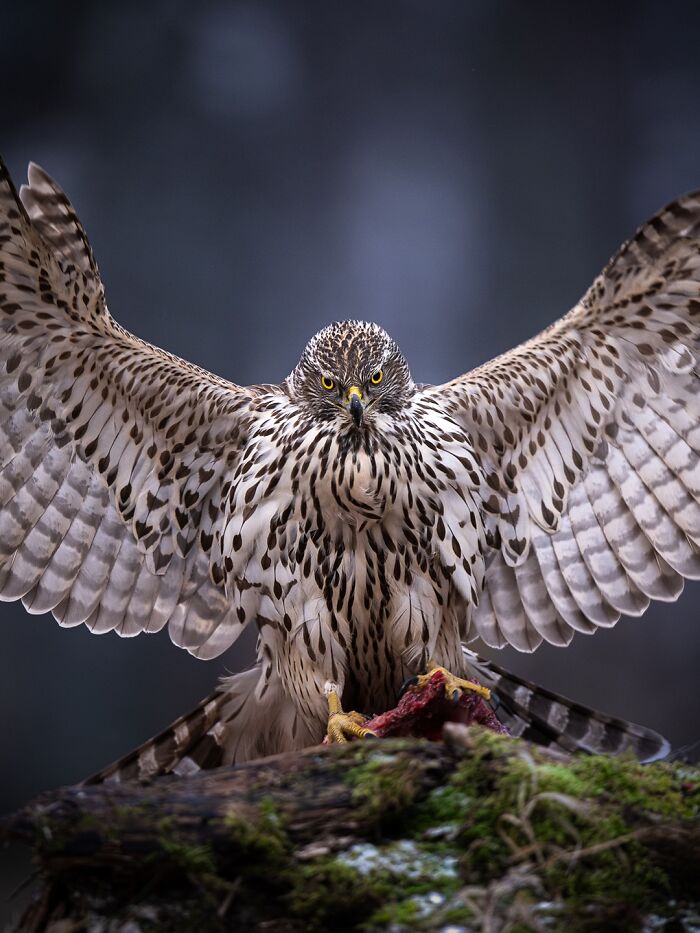 Wild Animals Being Absolutely Fabulous in Photos You’ll Love