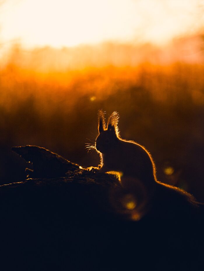 Wild Animals Being Absolutely Fabulous in Photos You’ll Love