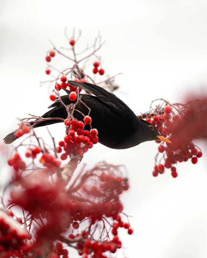 Wild Animals Being Absolutely Fabulous in Photos You’ll Love