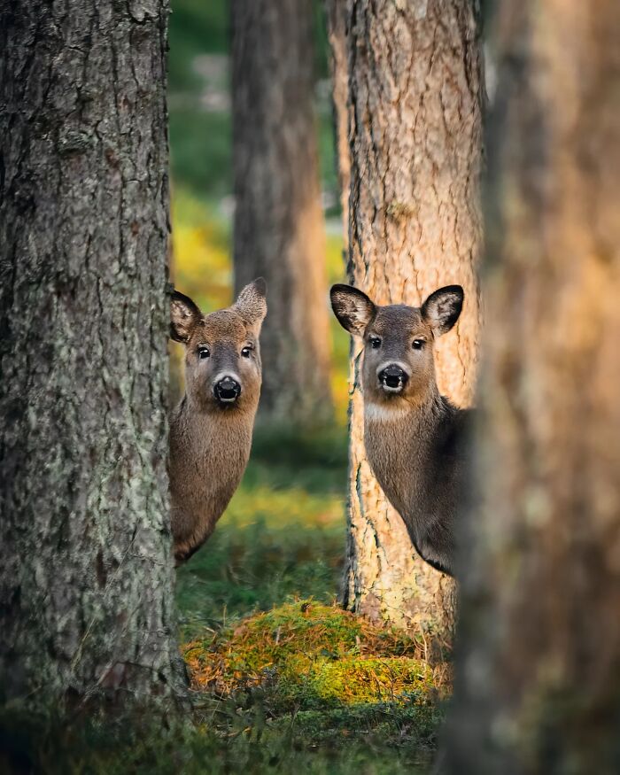 Wild Animals Being Absolutely Fabulous in Photos You’ll Love