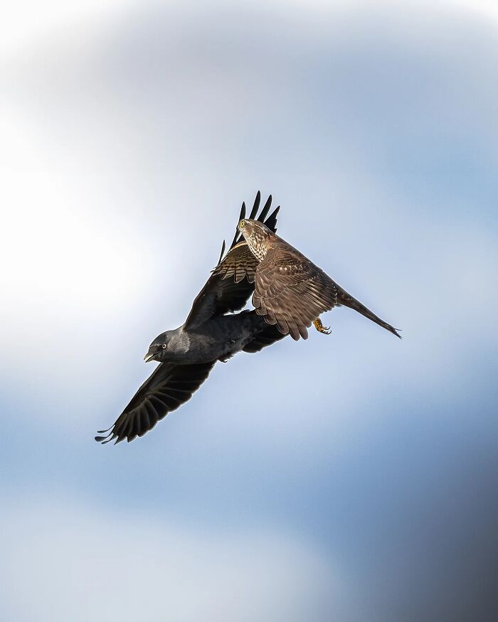 Wild Animals Being Absolutely Fabulous in Photos You’ll Love