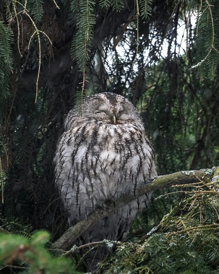 Wild Animals Being Absolutely Fabulous in Photos You’ll Love