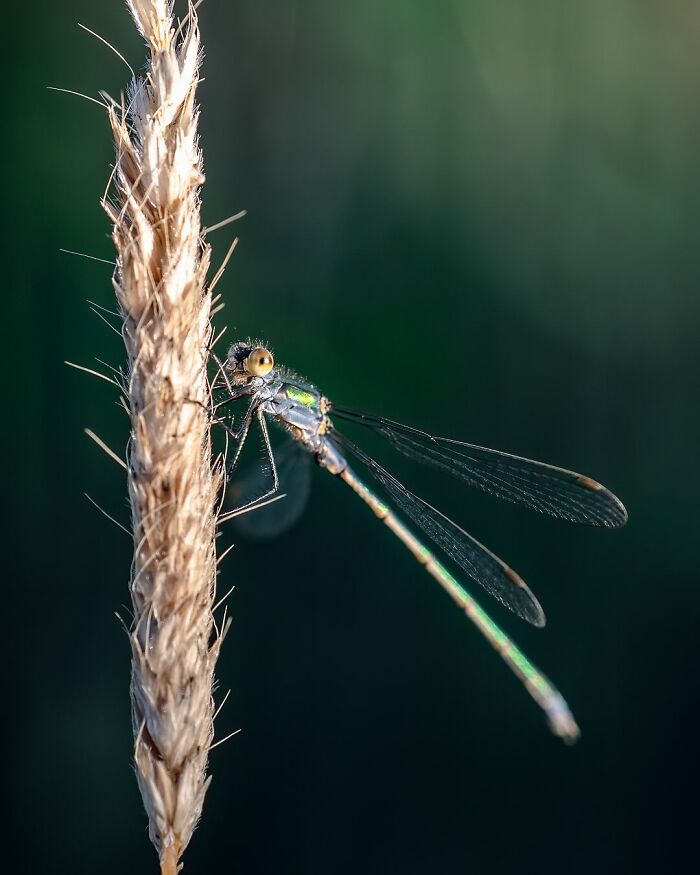 Wild Animals Being Absolutely Fabulous in Photos You’ll Love