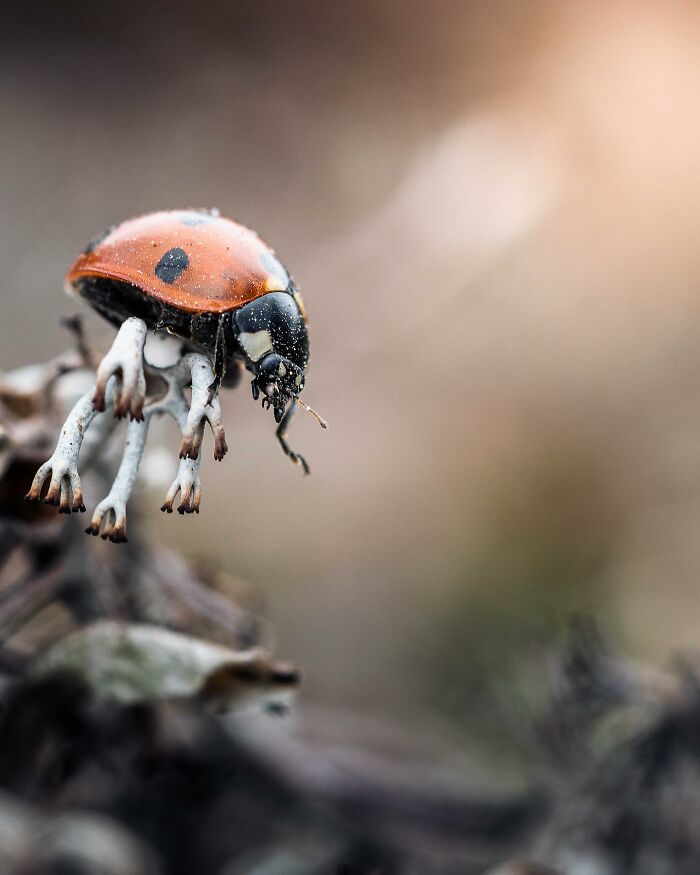 Wild Animals Being Absolutely Fabulous in Photos You’ll Love