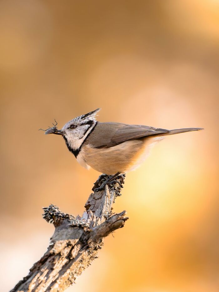 Wild Animals Being Absolutely Fabulous in Photos You’ll Love