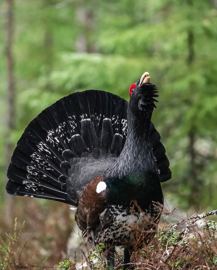 Wild Animals Being Absolutely Fabulous in Photos You’ll Love