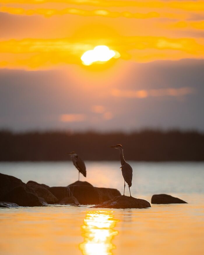 Wild Animals Being Absolutely Fabulous in Photos You’ll Love