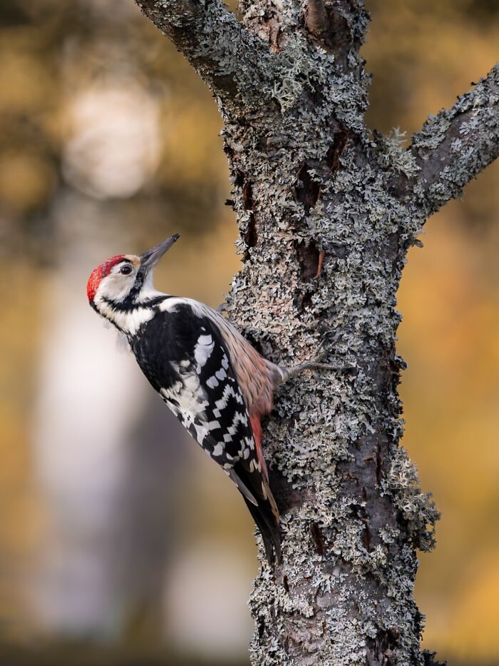Wild Animals Being Absolutely Fabulous in Photos You’ll Love