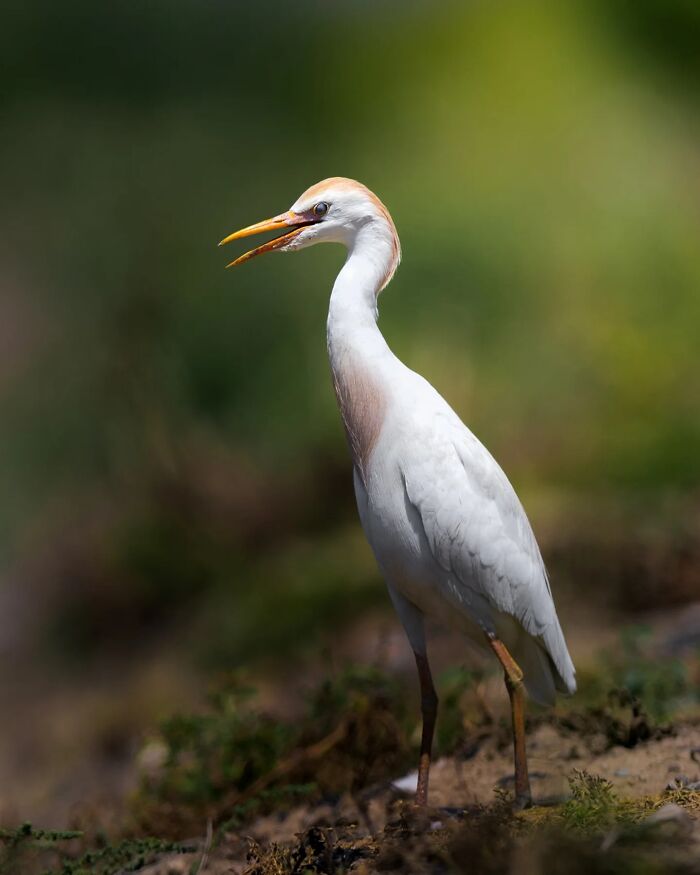 Wild Animals Being Absolutely Fabulous in Photos You’ll Love