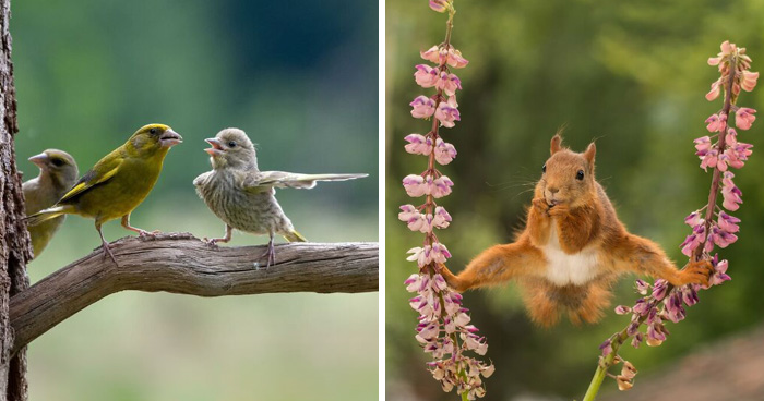 Wait, Animals Pull This Comedy Gold? 40 Wildlife Photos That Absolutely Cracked Us Up