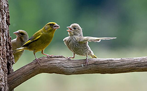 Wait, Animals Pull This Comedy Gold? 40 Wildlife Photos That Absolutely Cracked Us Up