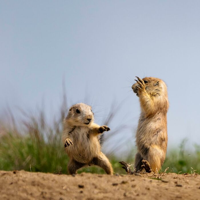 Wait, Animals Pull This Comedy Gold? 40 Wildlife Photos That Absolutely Cracked Us Up