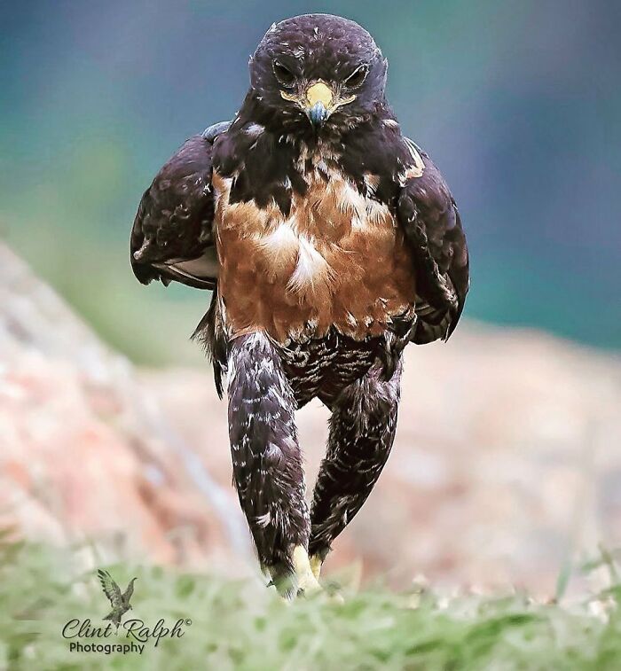 Wait, Animals Pull This Comedy Gold? 40 Wildlife Photos That Absolutely Cracked Us Up