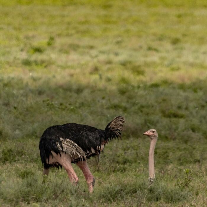 Wait, Animals Pull This Comedy Gold? 40 Wildlife Photos That Absolutely Cracked Us Up