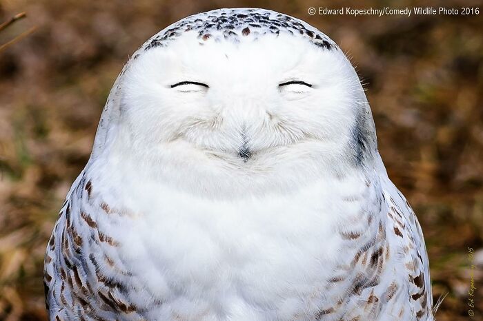 Wait, Animals Pull This Comedy Gold? 40 Wildlife Photos That Absolutely Cracked Us Up