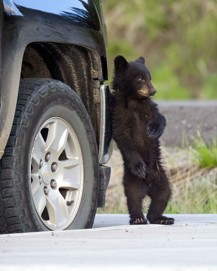 Wait, Animals Pull This Comedy Gold? 40 Wildlife Photos That Absolutely Cracked Us Up