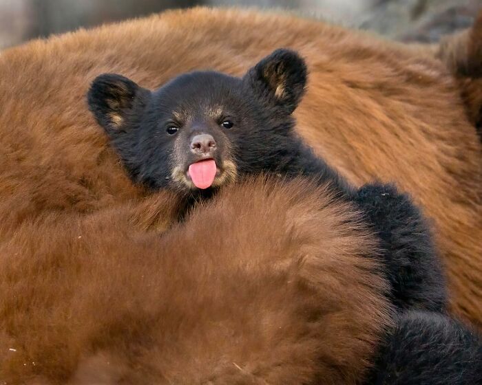 Wait, Animals Pull This Comedy Gold? 40 Wildlife Photos That Absolutely Cracked Us Up