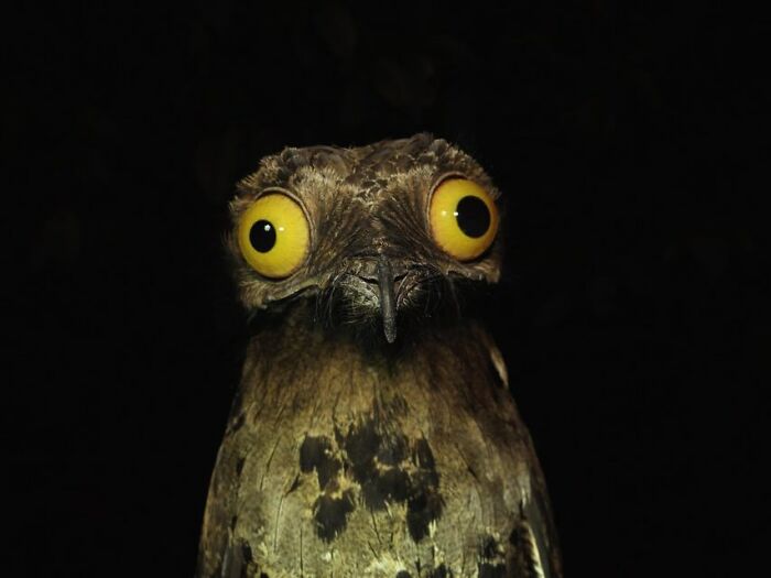 Wait, Animals Pull This Comedy Gold? 40 Wildlife Photos That Absolutely Cracked Us Up