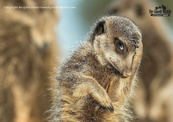 Wait, Animals Pull This Comedy Gold? 40 Wildlife Photos That Absolutely Cracked Us Up