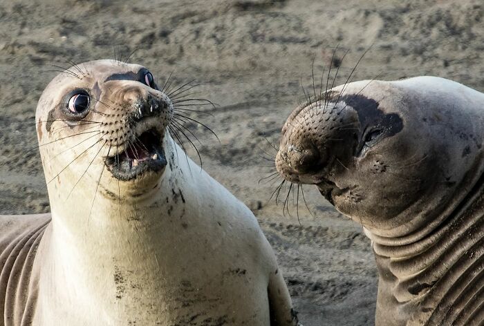Wait, Animals Pull This Comedy Gold? 40 Wildlife Photos That Absolutely Cracked Us Up