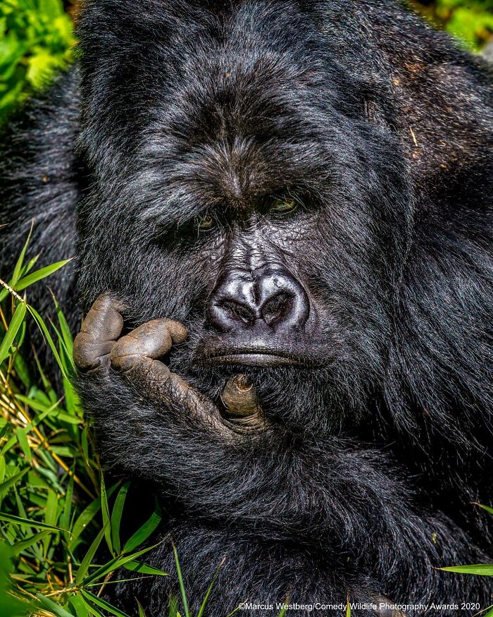 Wait, Animals Pull This Comedy Gold? 40 Wildlife Photos That Absolutely Cracked Us Up