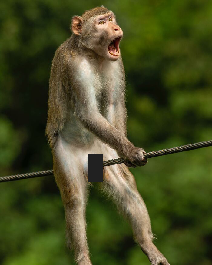 Wait, Animals Pull This Comedy Gold? 40 Wildlife Photos That Absolutely Cracked Us Up