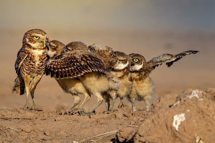 Wait, Animals Pull This Comedy Gold? 40 Wildlife Photos That Absolutely Cracked Us Up