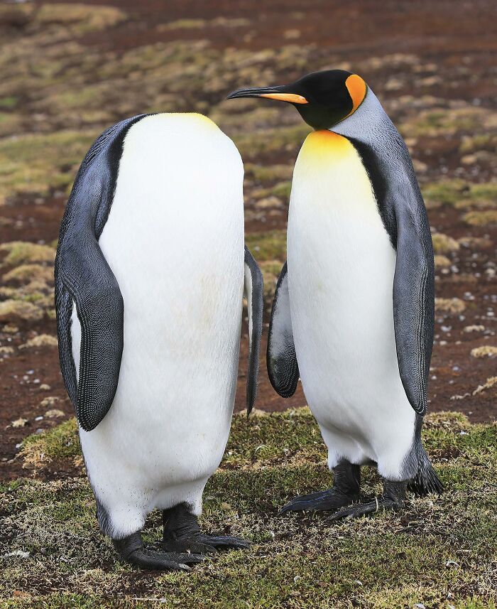 Wait, Animals Pull This Comedy Gold? 40 Wildlife Photos That Absolutely Cracked Us Up