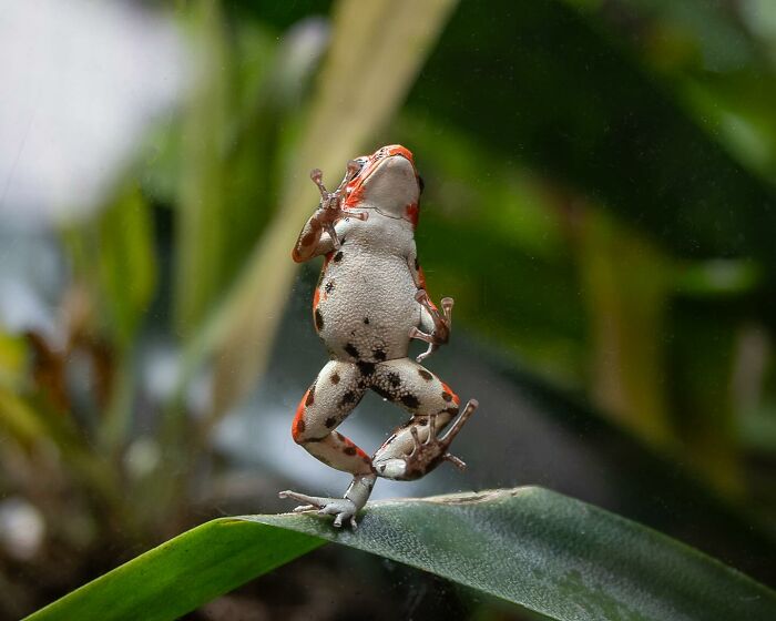 Wait, Animals Pull This Comedy Gold? 40 Wildlife Photos That Absolutely Cracked Us Up