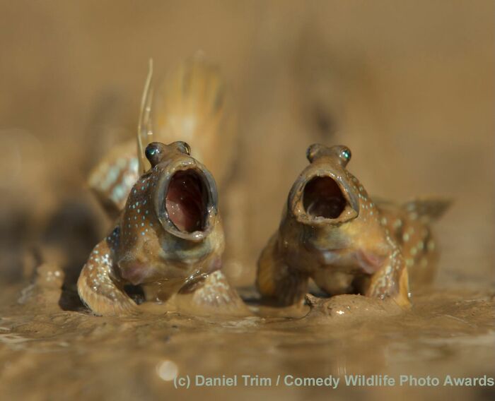 Wait, Animals Pull This Comedy Gold? 40 Wildlife Photos That Absolutely Cracked Us Up