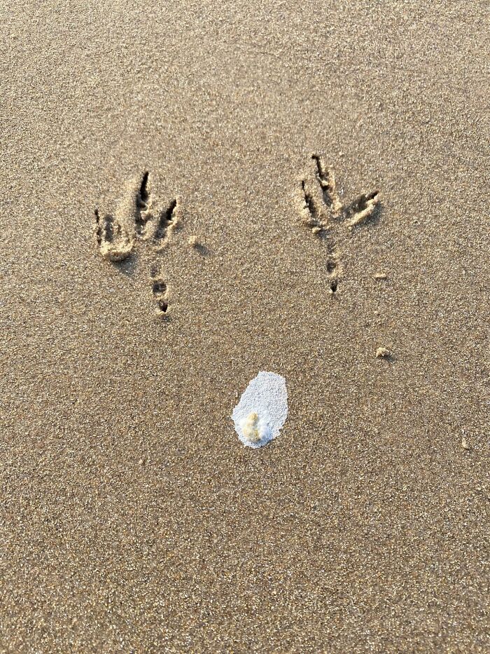 Wait, Animals Pull This Comedy Gold? 40 Wildlife Photos That Absolutely Cracked Us Up