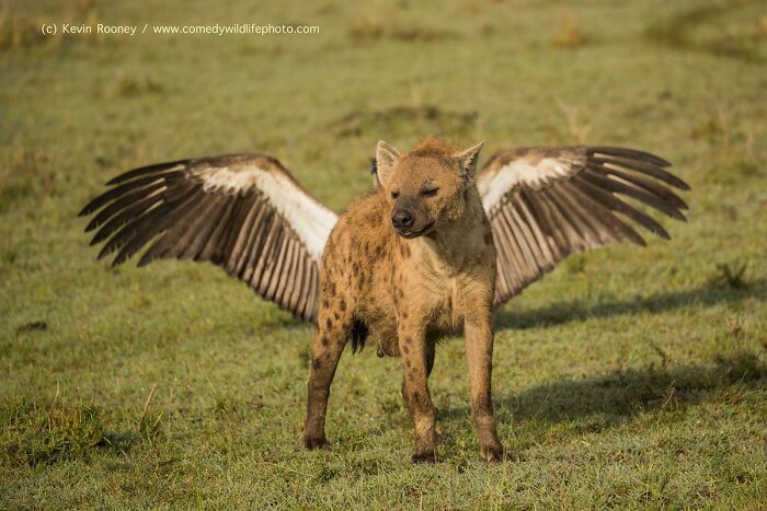 Wait, Animals Pull This Comedy Gold? 40 Wildlife Photos That Absolutely Cracked Us Up