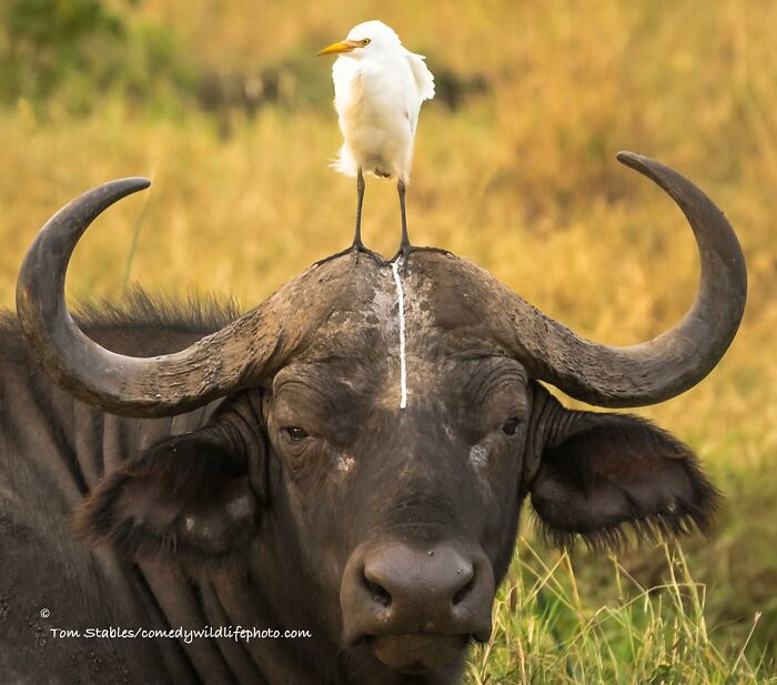 Wait, Animals Pull This Comedy Gold? 40 Wildlife Photos That Absolutely Cracked Us Up