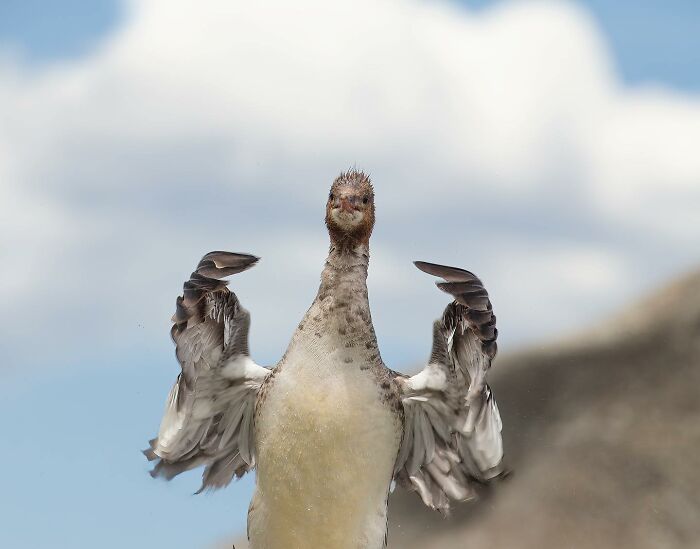 Wait, Animals Pull This Comedy Gold? 40 Wildlife Photos That Absolutely Cracked Us Up