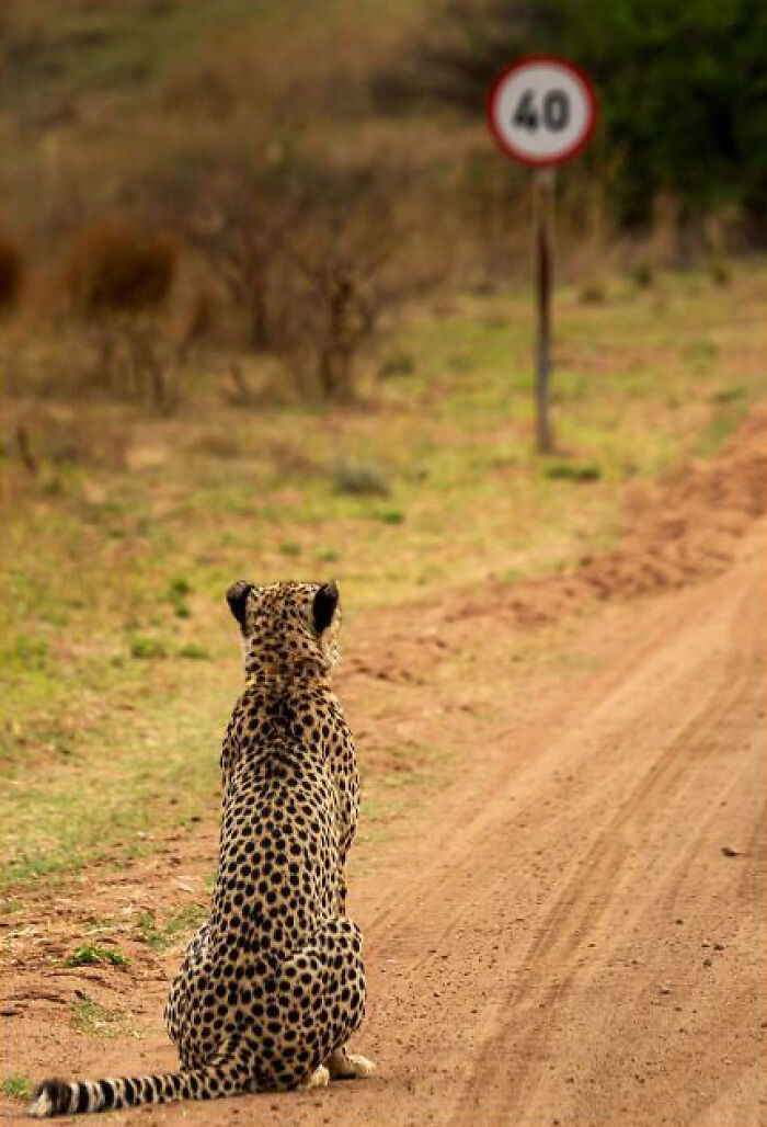 Wait, Animals Pull This Comedy Gold? 40 Wildlife Photos That Absolutely Cracked Us Up