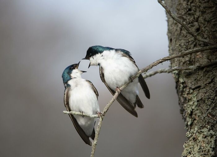 Wait, Animals Pull This Comedy Gold? 40 Wildlife Photos That Absolutely Cracked Us Up