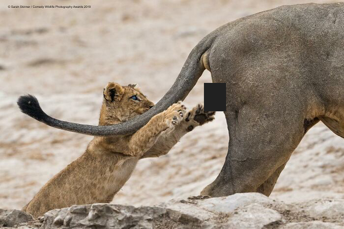 Wait, Animals Pull This Comedy Gold? 40 Wildlife Photos That Absolutely Cracked Us Up
