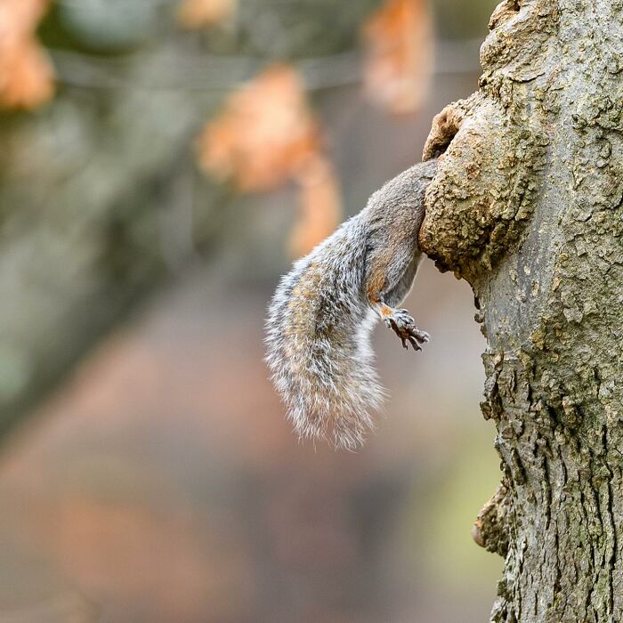 Wait, Animals Pull This Comedy Gold? 40 Wildlife Photos That Absolutely Cracked Us Up