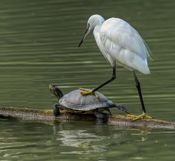 Wait, Animals Pull This Comedy Gold? 40 Wildlife Photos That Absolutely Cracked Us Up