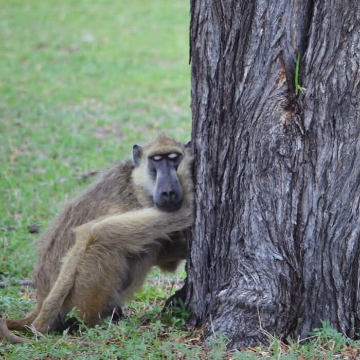 Wait, Animals Pull This Comedy Gold? 40 Wildlife Photos That Absolutely Cracked Us Up