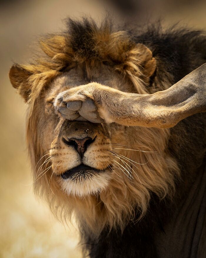 Wait, Animals Pull This Comedy Gold? 40 Wildlife Photos That Absolutely Cracked Us Up