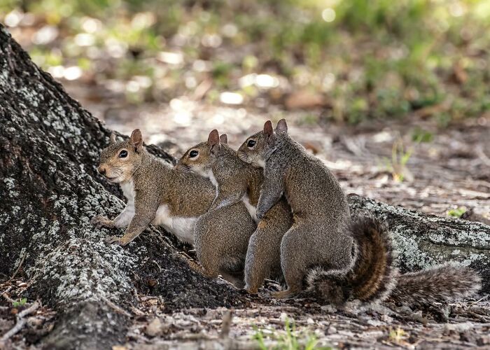 Wait, Animals Pull This Comedy Gold? 40 Wildlife Photos That Absolutely Cracked Us Up