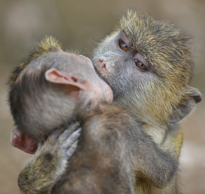Wait, Animals Pull This Comedy Gold? 40 Wildlife Photos That Absolutely Cracked Us Up
