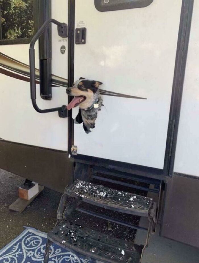 WCGW Locking Your Dog Inside an RV? Hint: Not Great